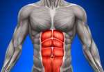 The abdominal core muscles, 3 kb